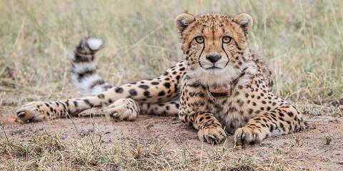 Image with missing alt attribute found on safaribookings.com