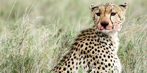 Image with missing alt attribute found on safaribookings.com