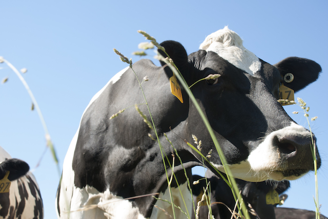 Image with missing alt attribute found on hoards.com