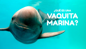 vaquita marina dr pangolin que es