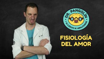 fisiolog&iacute;a del amor - Dr. Pangol&iacute;n