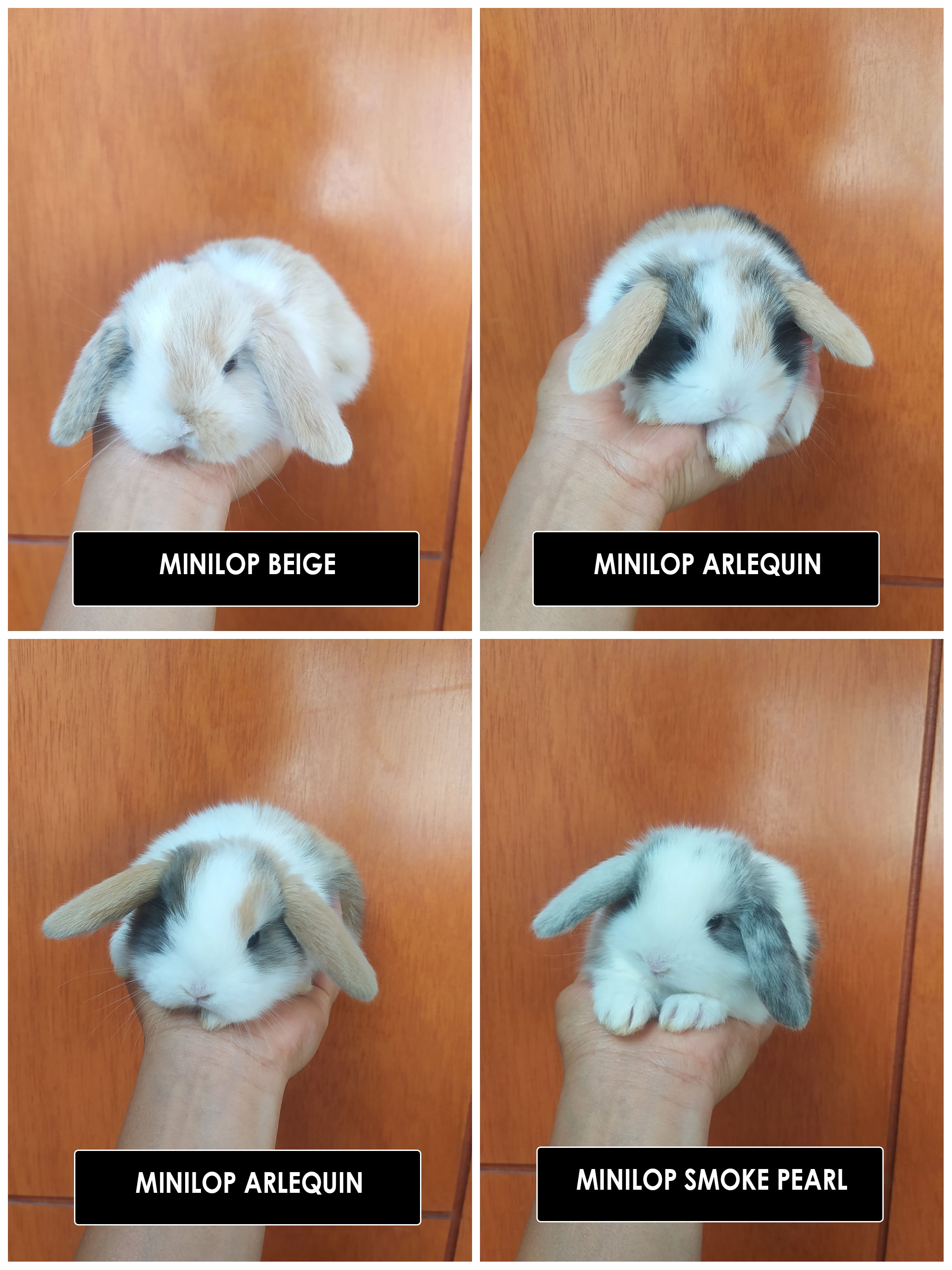 conejos mini lop lima peru