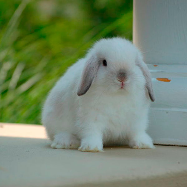 conejo mini blanco lop lima peru
