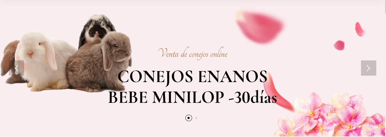 Image with missing alt attribute found on conejoshermosos.com