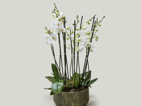 Image with missing alt attribute found on coventgardenuae.com