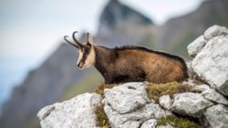 Image with missing alt attribute found on culturacientifica.com