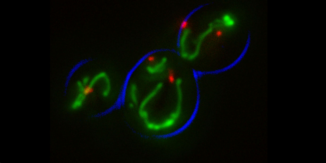 Image with missing alt attribute found on yeastgenome.org