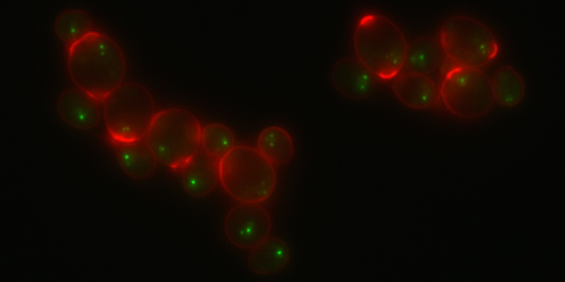 Image with missing alt attribute found on yeastgenome.org