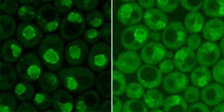 Image with missing alt attribute found on yeastgenome.org