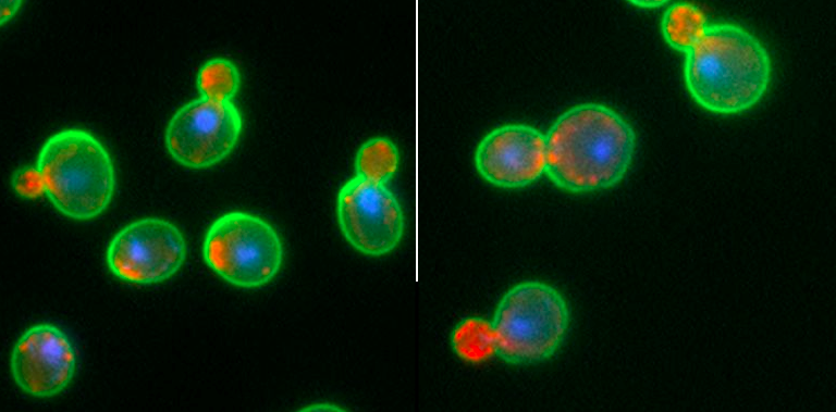 Image with missing alt attribute found on yeastgenome.org
