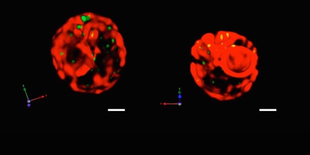 Image with missing alt attribute found on yeastgenome.org