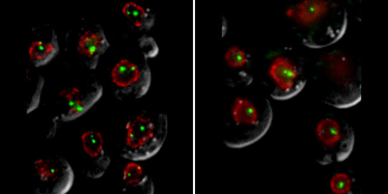 Image with missing alt attribute found on yeastgenome.org