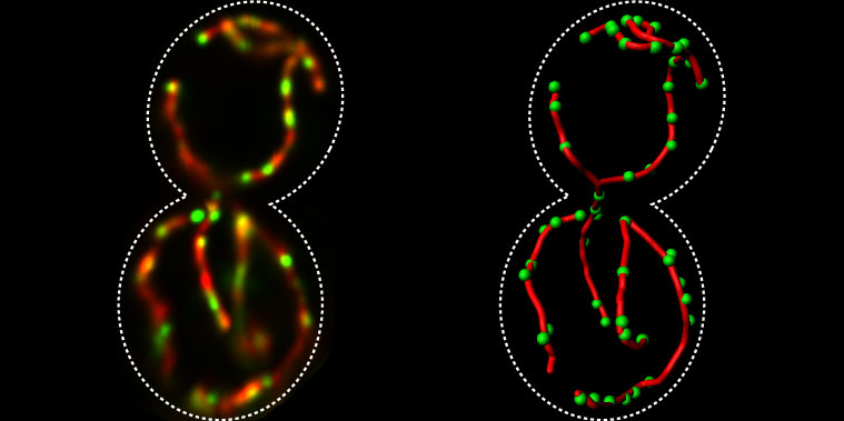 Image with missing alt attribute found on yeastgenome.org