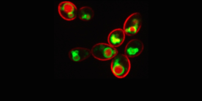 Image with missing alt attribute found on yeastgenome.org