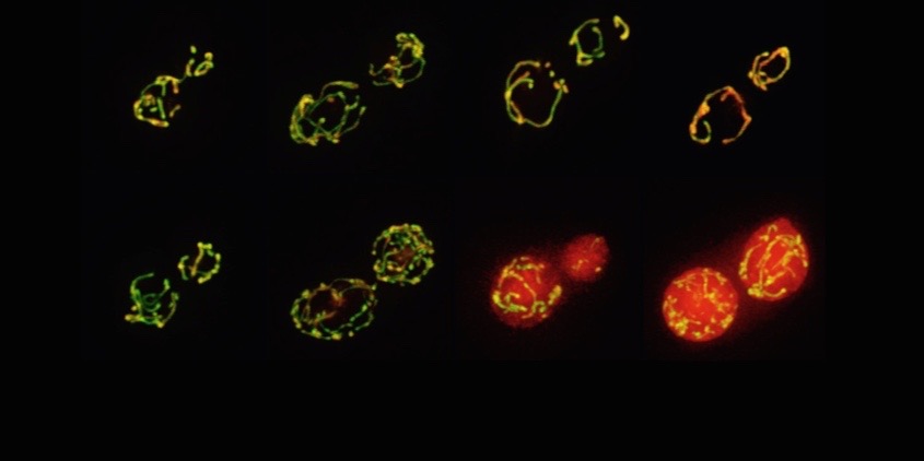 Image with missing alt attribute found on yeastgenome.org