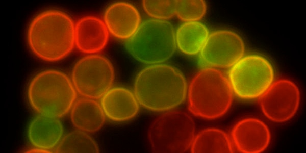 Image with missing alt attribute found on yeastgenome.org