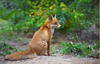 Image with missing alt attribute found on colourbox.com