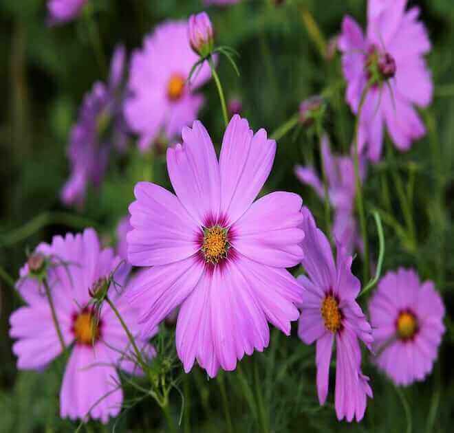 pink cosmos flowers