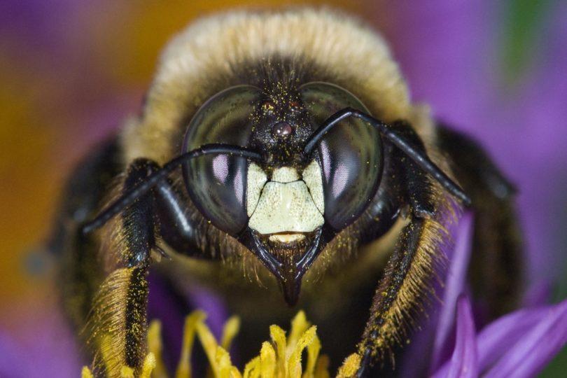 Bee