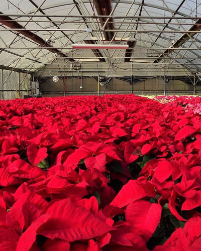 Image: Poinsettia
