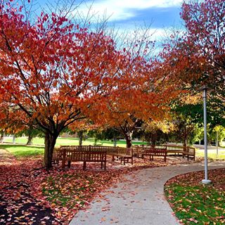 taby.arthur on Instagram: "It’s my 8th Fall on campus and it’s still just as beautiful as the first 🍁 ❤️"