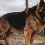 Long haired german shepherd