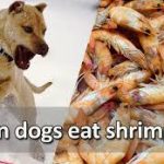 can dogs eat shrimp