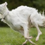 Borzoi fastes dog photo