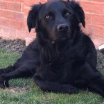 border collie lab mix