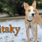 pitsky dog breed