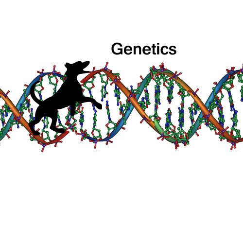 Image with missing alt attribute found on dogwellnet.com