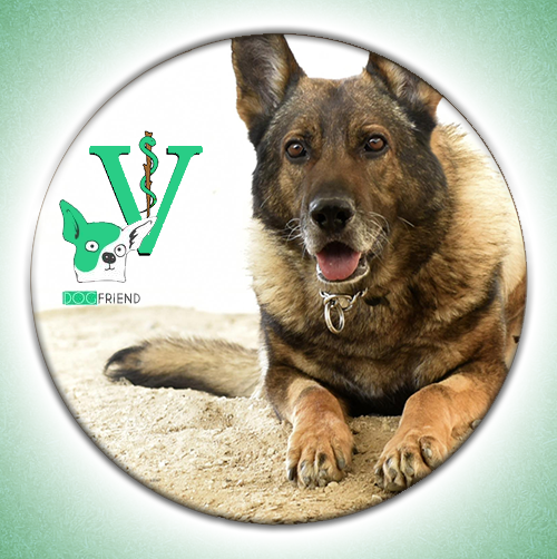 Image with missing alt attribute found on dogwellnet.com