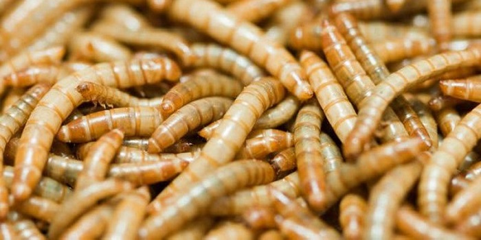 Image with missing alt attribute found on domsnov.ru