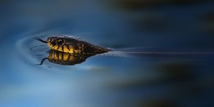 Image with missing alt attribute found on domsnov.ru