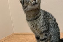 Image with missing alt attribute found on doorcountypulse.com