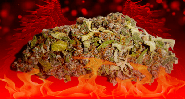 Image with missing alt attribute found on drweed.shop