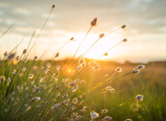 Image with missing alt attribute found on dutchreview.com