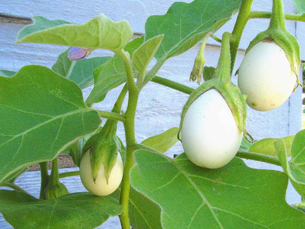 Image with missing alt attribute found on eargltd.com