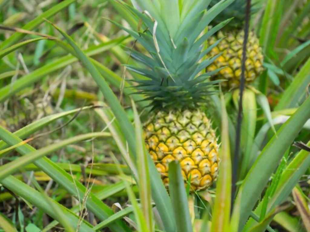 Image with missing alt attribute found on eargltd.com