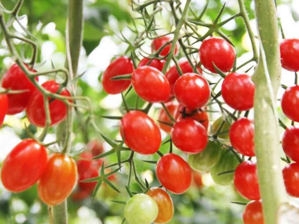 Image with missing alt attribute found on eargltd.com