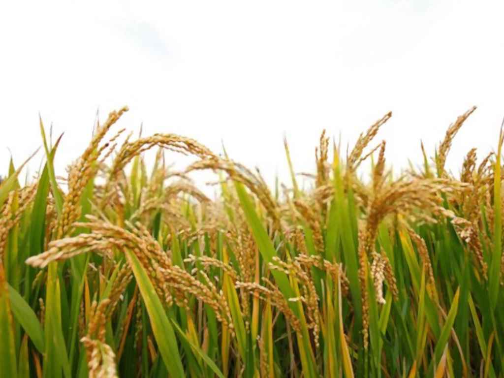 Image with missing alt attribute found on eargltd.com