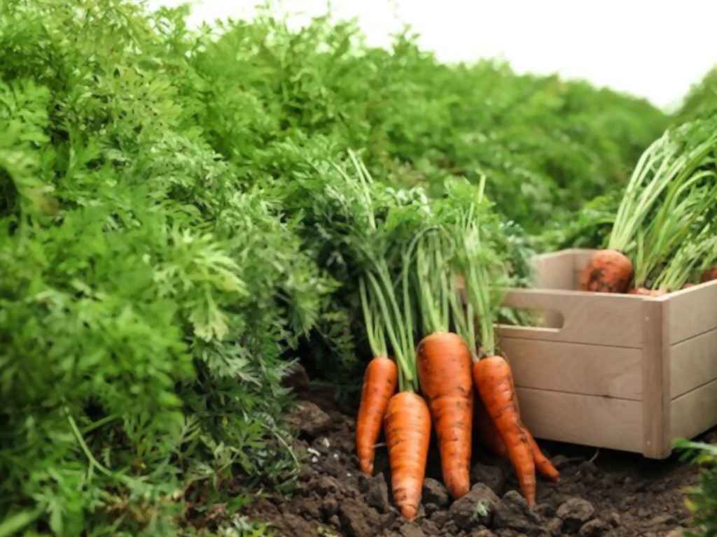 Image with missing alt attribute found on eargltd.com