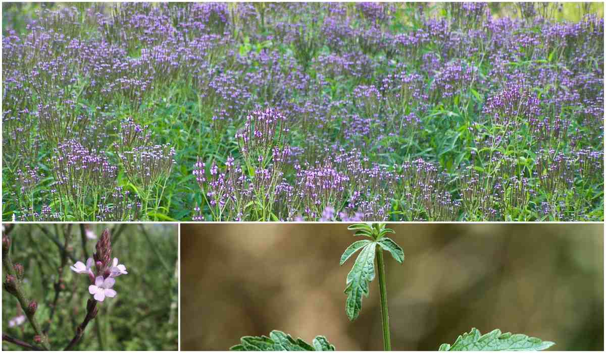 Image with missing alt attribute found on ecocosas.com