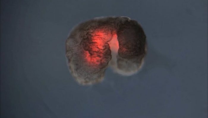 Image with missing alt attribute found on ecoinventos.com