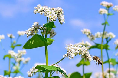 Image with missing alt attribute found on elementy.ru