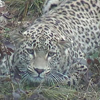 Image with missing alt attribute found on elementy.ru