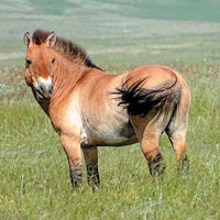 Image with missing alt attribute found on elementy.ru