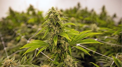 Image with missing alt attribute found on elitedispensary.co