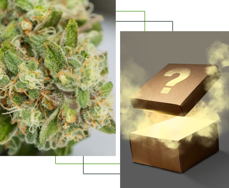 Image with missing alt attribute found on elitedispensary.co