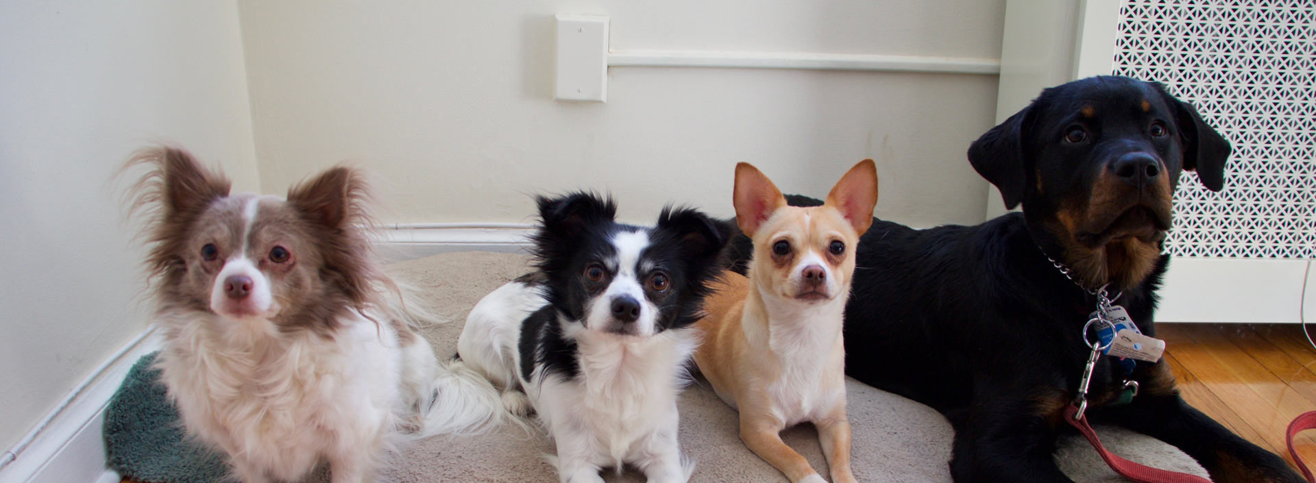 Image with missing alt attribute found on empirestatek9.com